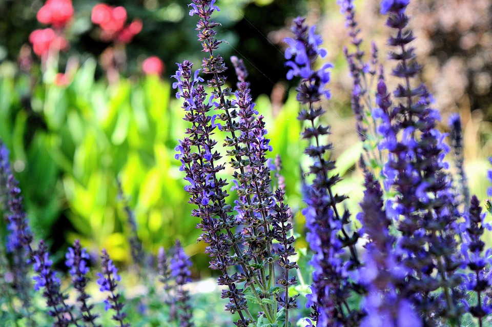 Flora & Arte: San Pellegrino Terme tra petali e liberty