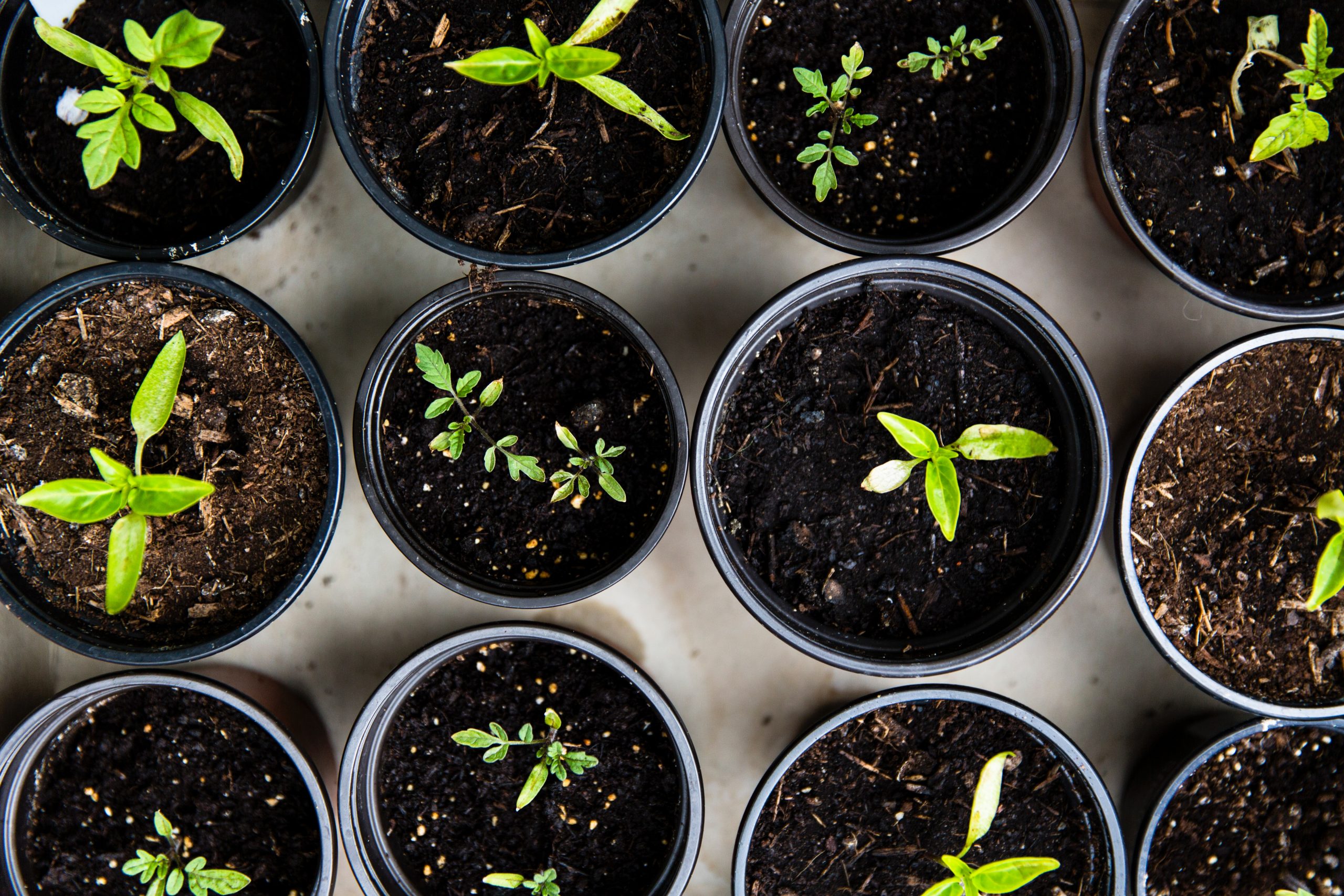 Guerrilla gardening ed ecosistema in bottiglia